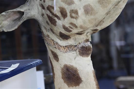 A taxidermied giraffe head and neck, fondly known as Humphry, length 6ft 3in.